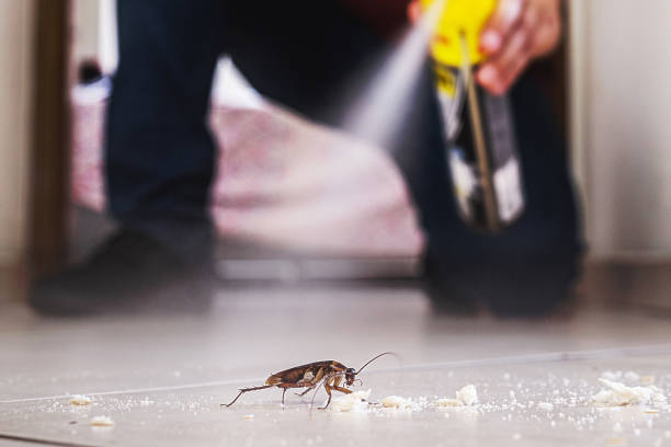 Best Local Pest Control Services  in Carrollton, VA